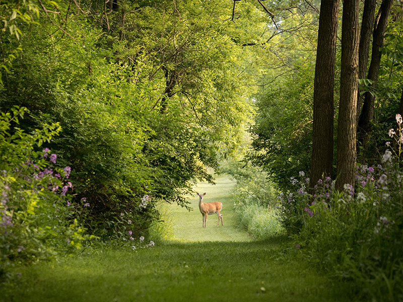 Deer in Woods