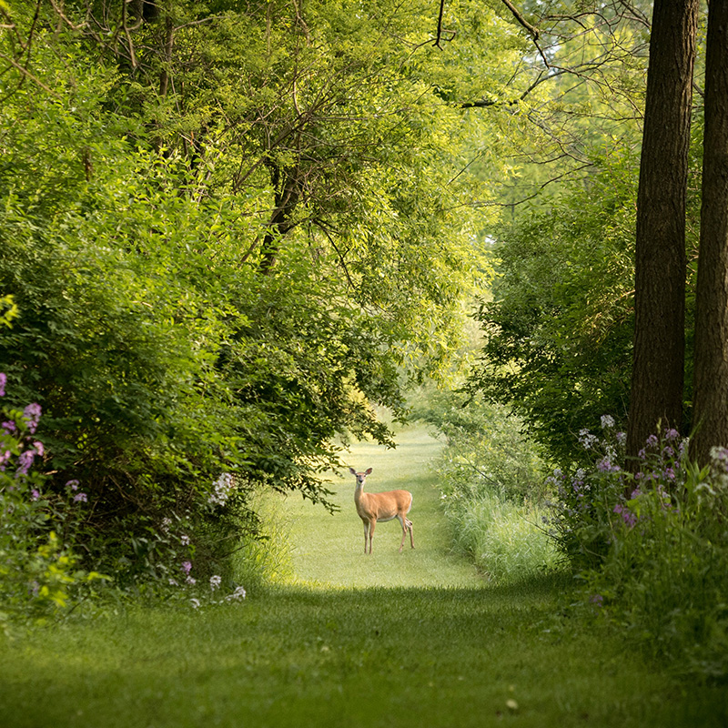 Deer in Woods